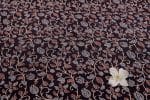 Natural Black Dye Handblock Ajrakh Printed Cotton Fabric - Image 2